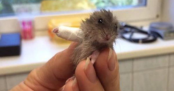 Adorable Hamster Wears World's Tiniest Cast For A Broken Arm