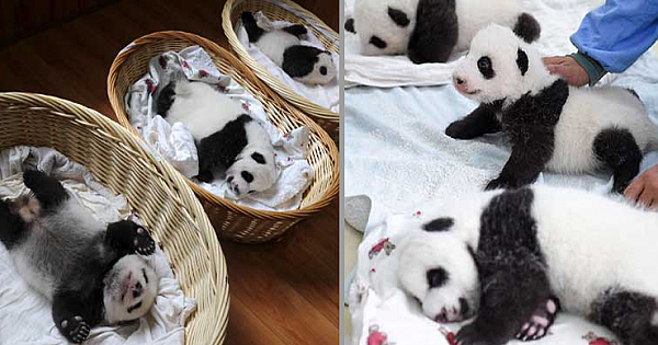 Adorable Photos Of 10 Newborn Pandas Disclosed By A Chinese Giant Panda Breeding Center