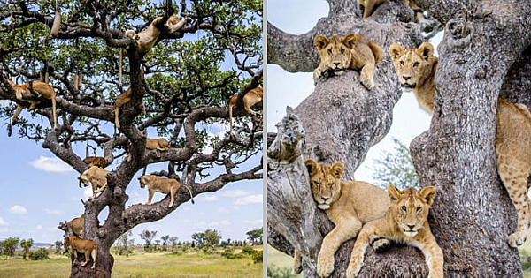 Astonishing Photos Of A Whole Lion Pride Clinging On A Tree To Get Rid Of Ground Flies