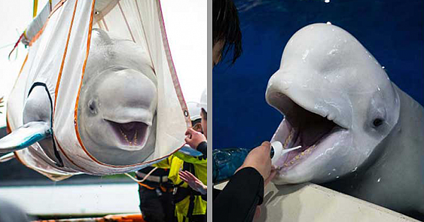 Beluga Whale Duo Puts A Large Smile On Their Face When Released Back Into The Ocean