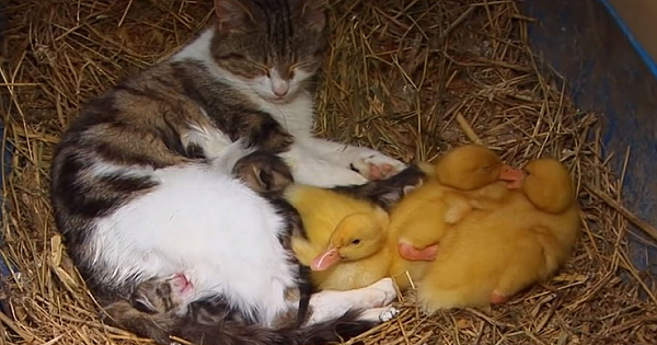 Cat Adopted Baby Ducklings And Nursed Them Alongside Her Kittens