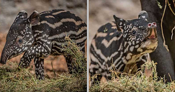 Chester Zoo Celebrates The Birth Of Rony, An Incredibly Rare And Extremely Adorable Malayan Tapir