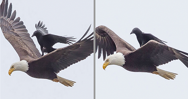 Clever Crow Spotted Hitching A Ride On Flying Bald Eagle's Back
