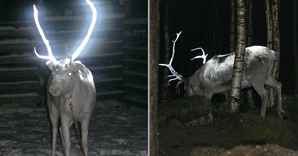 Finland Is Painting Reindeer Antlers With Reflective Paint To Avoid Auto Mishaps