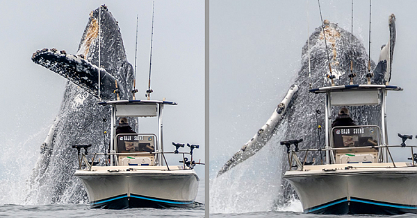 GIANT WHALE Breaches Next To Small Boat In Incredible Video