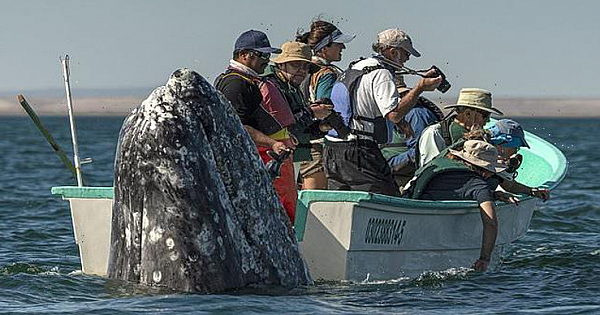 Hilarious Moment Sneaky Whale Pops Up Behind Sightseers As They Look The Wrong Way
