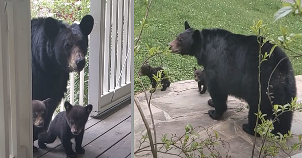 Man Befriends A Bear Over The Years – Then She Brings Her New Cubs To Meet Him