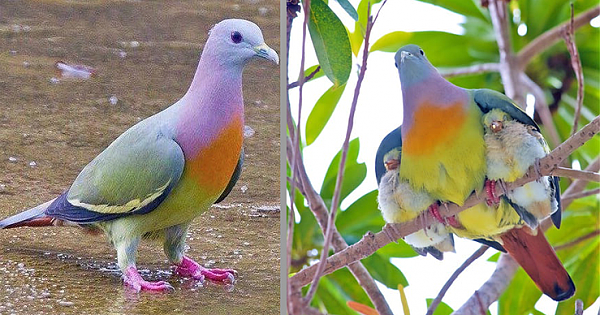 Meet The Pink-Necked Green Pigeon – The Most Beautiful Pigeon In The World (15 Pics & Video)