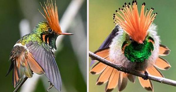Meet The Rufous-Crested Coquette – A Unique Chubby Little Hummingbird (12 Pics)