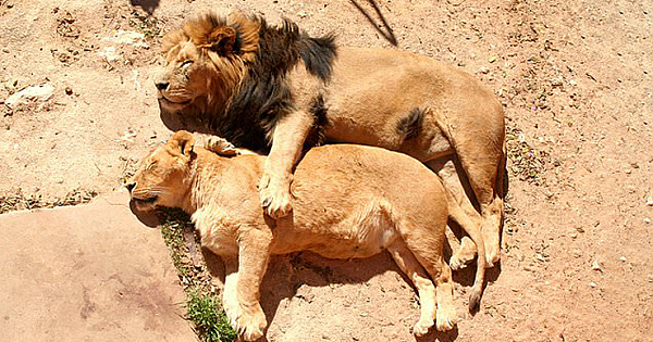 Photographer Captures Adorable Lion Couple Cuddling + Gallery Of Cute Animals Sleeping