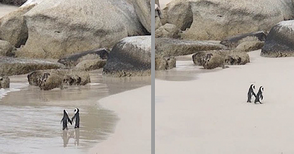 Photographer Captures Penguin Couple Holding Hands While Taking Romantic Stroll On Beach
