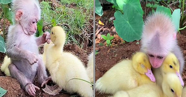 Precious Video Shows Baby Monkey Caring For Ducklings Like They're His Family