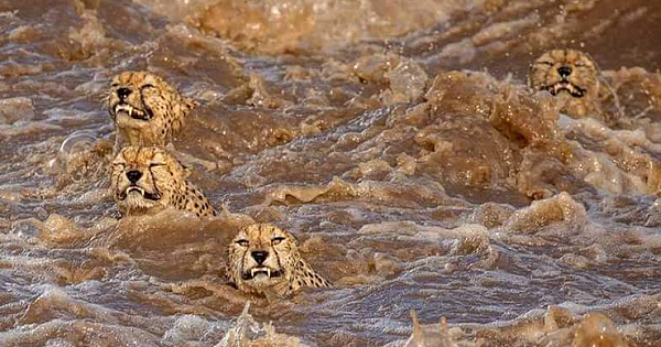 Rare Sighting Of Five Cheetah Brothers Swimming Across Flooded River In The Masai Mara