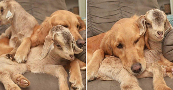Rescued Baby Goats Consider Golden Retriever Their Mom, And Now The Family Are Inseparable