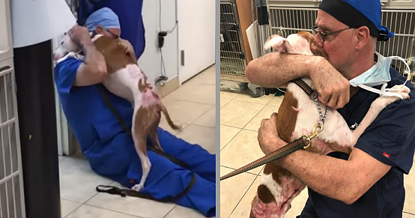 Severely Burned Dog Can't Stop Hugging Vet Who Saved His Life