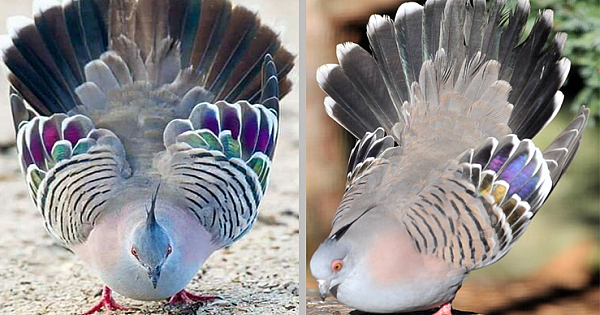 Stunning Plumage Of Crested Pigeon Stand Out In The World Of Birds (10 Pics)