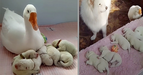 Sweet Goose Becomes The Nanny Of Her Bestie's Puppies