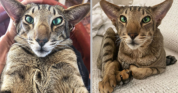 This Cat Is Using His Unique Voice To Help Many Animals In Need