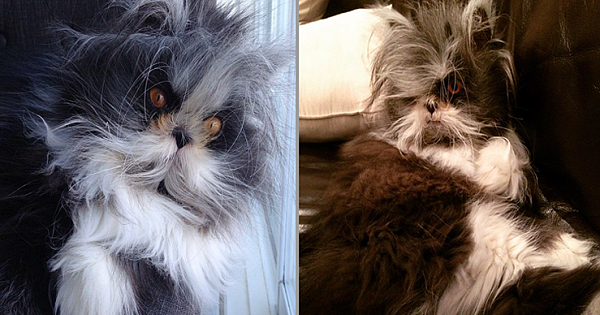 This Cat's Rare Condition Is Really Freaky, But It Also Makes Him Incredibly Special