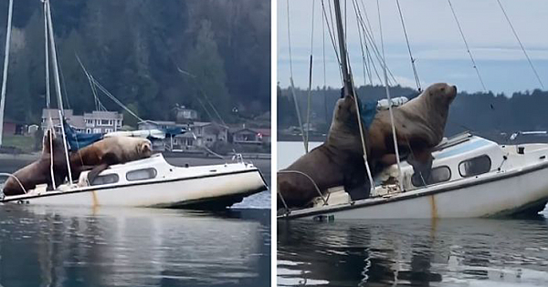 Two Gigantic Sea Lions "Borrow" Someone's Boat, And The Video Is Ridiculous