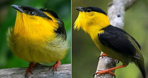 Wearing A Toroque Of Stunning Iridescent Gold Makes Tis Bird And Absolute Must See! Meet The Golden-Collared Manakin!