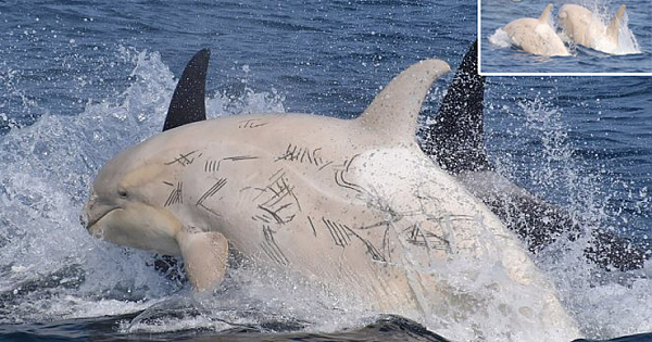Whale-Watchers Spot Two Rare White Orcas Off the Coast of Japan