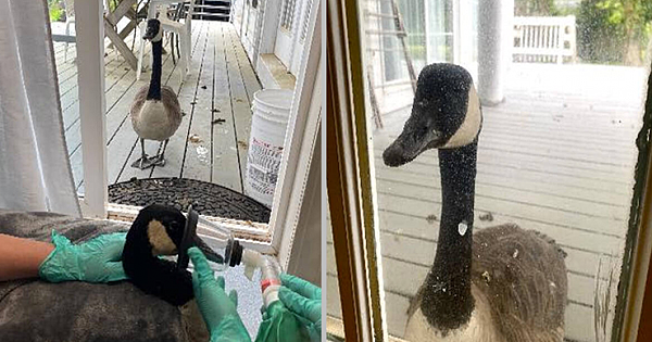 Worried Goose Tracks Down Her Boyfriend After He's Taken To The Hospital