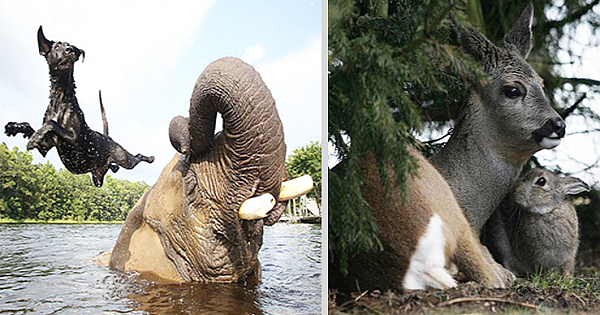 15 Unusual Animal Friendships That Will Melt Your Heart