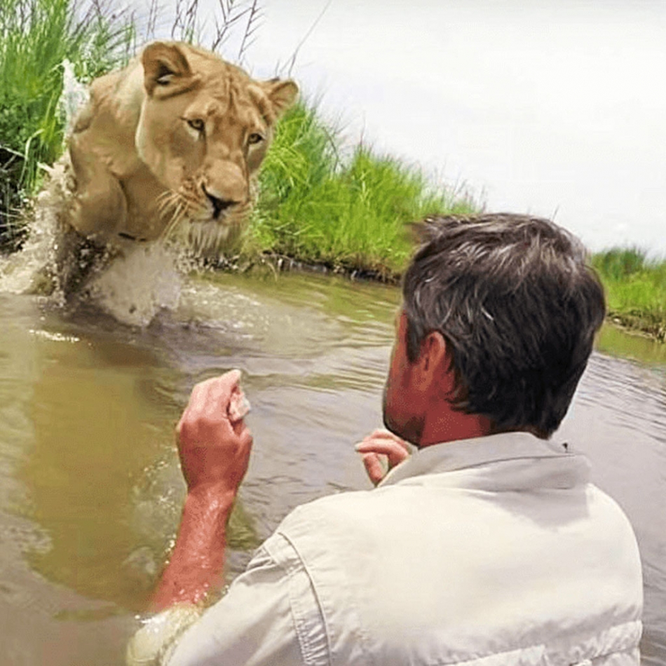 Man Who Rescued Two Lion Cubs Seven Years Ago Returns And Meets Them Face To Face