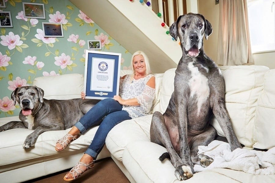 Meet Freddy, The 7-Foot+ Great Dane Who Is The Tallest Dog In The World
