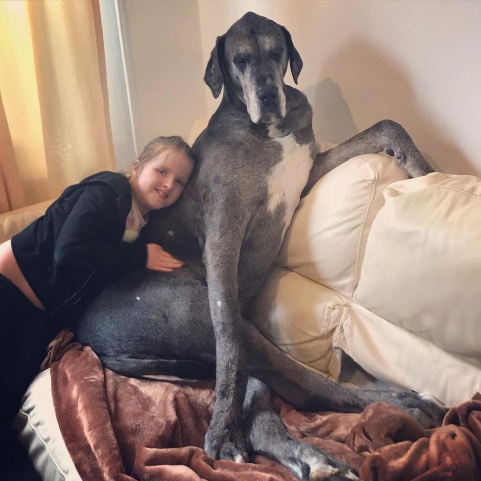 Meet Freddy, The 7-Foot+ Great Dane Who Is The Tallest Dog In The World