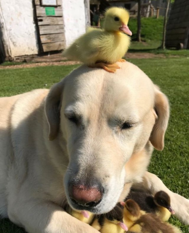 Meet Fred, The Labrador Who Adopted Nine Ducklings After They Lost Their Mother