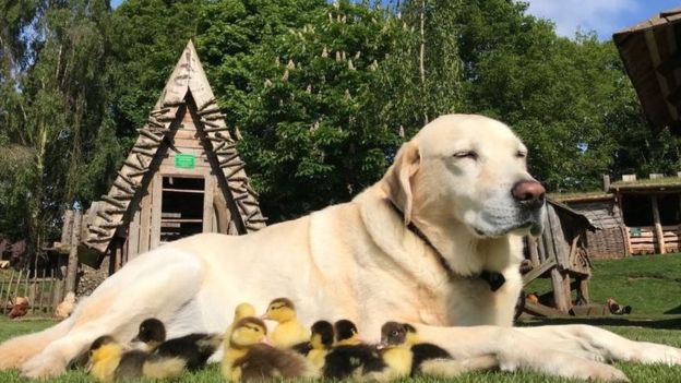 Meet Fred, The Labrador Who Adopted Nine Ducklings After They Lost Their Mother