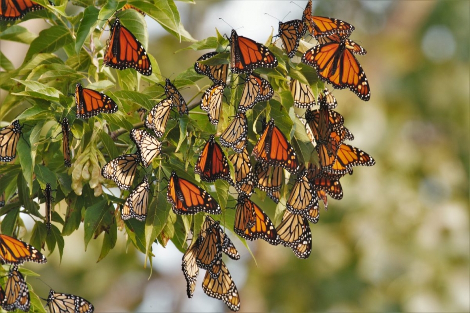 Magical Sight Of A Blue Butterflies Swarm Clustered On A Tree Caught On Camera