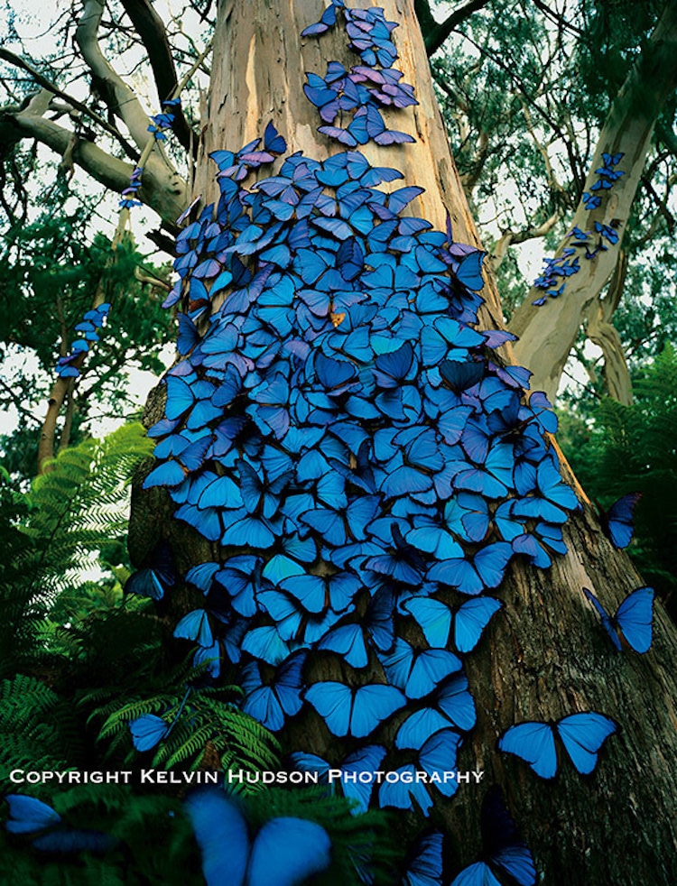 Magical Sight Of A Blue Butterflies Swarm Clustered On A Tree Caught On Camera