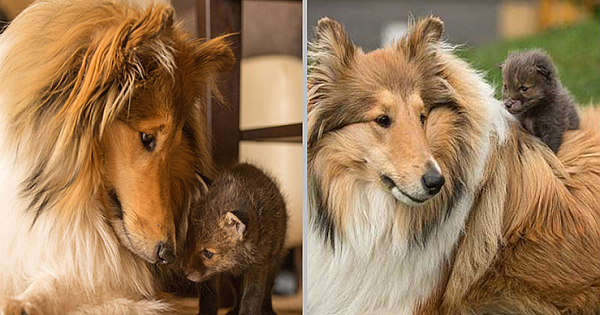 3 Week-Old Baby Fox Lost Mom In A Road-Side Collision, Get Adopted By A Dog And Cat
