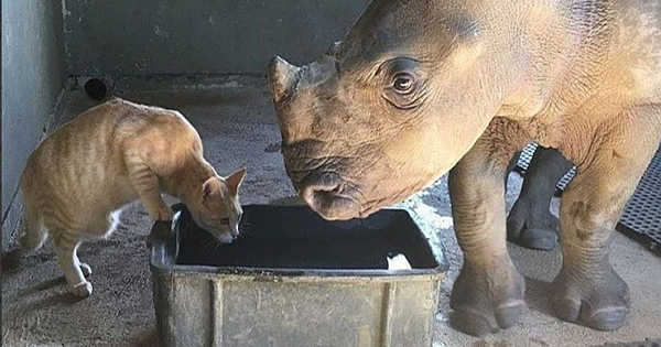 Adorable Baby Rhino Falls In Love With Her Rescuer's Cat