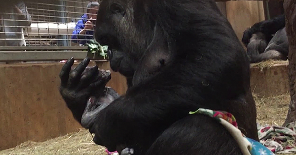 Adorable Moment A Baby Gorilla Bonds With His Mom Moments After Birth
