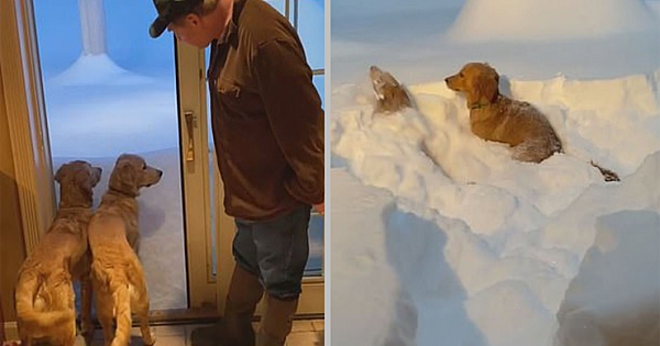 Adorable Moment Two Golden Retriever Puppies Experience Snow For The First Time