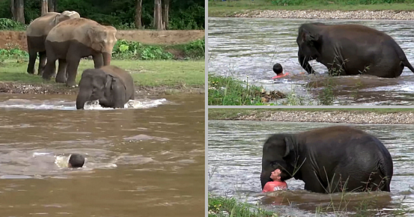 Baby Elephant Rushes To Save Man From 'Drowning'- Old Video Goes Viral Again