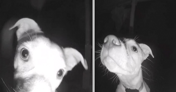 Dog Rings Doorbell At 2.A.M. After Being Accidentally Left Outside