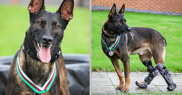 Hero Belgian Shepherd Dog With Prosthetic Legs Awarded Highest Animal Honor After Saving Soldier's Lives