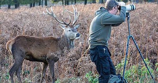 Incredible Moment A Stag Sneaks Up Behind A Clueless Wildlife Photographer