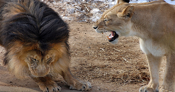 Lioness Gives Male a Scolding As She Is Not Happy With Him Playfighting With Kids