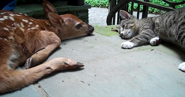Lost Fawn Wanders Onto Family's Porch And Befriends Their Kitten