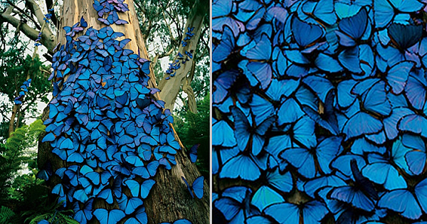 Magical Sight Of A Blue Butterflies Swarm Clustered On A Tree Caught On Camera