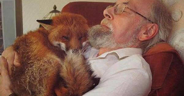 Man Saved Seriously Injured Fox And Found His New Best Friend