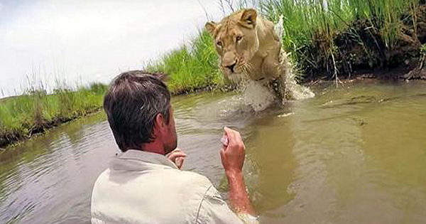 Man Who Rescued Two Lion Cubs Seven Years Ago Returns And Meets Them Face To Face