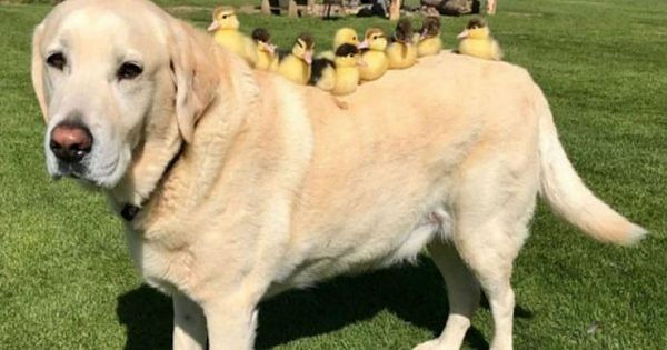 Meet Fred, The Labrador Who Adopted Nine Ducklings After They Lost Their Mother