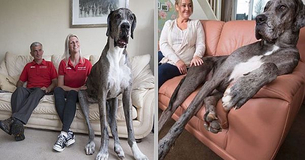 Meet Freddy, The 7-Foot+ Great Dane Who Is The Tallest Dog In The World